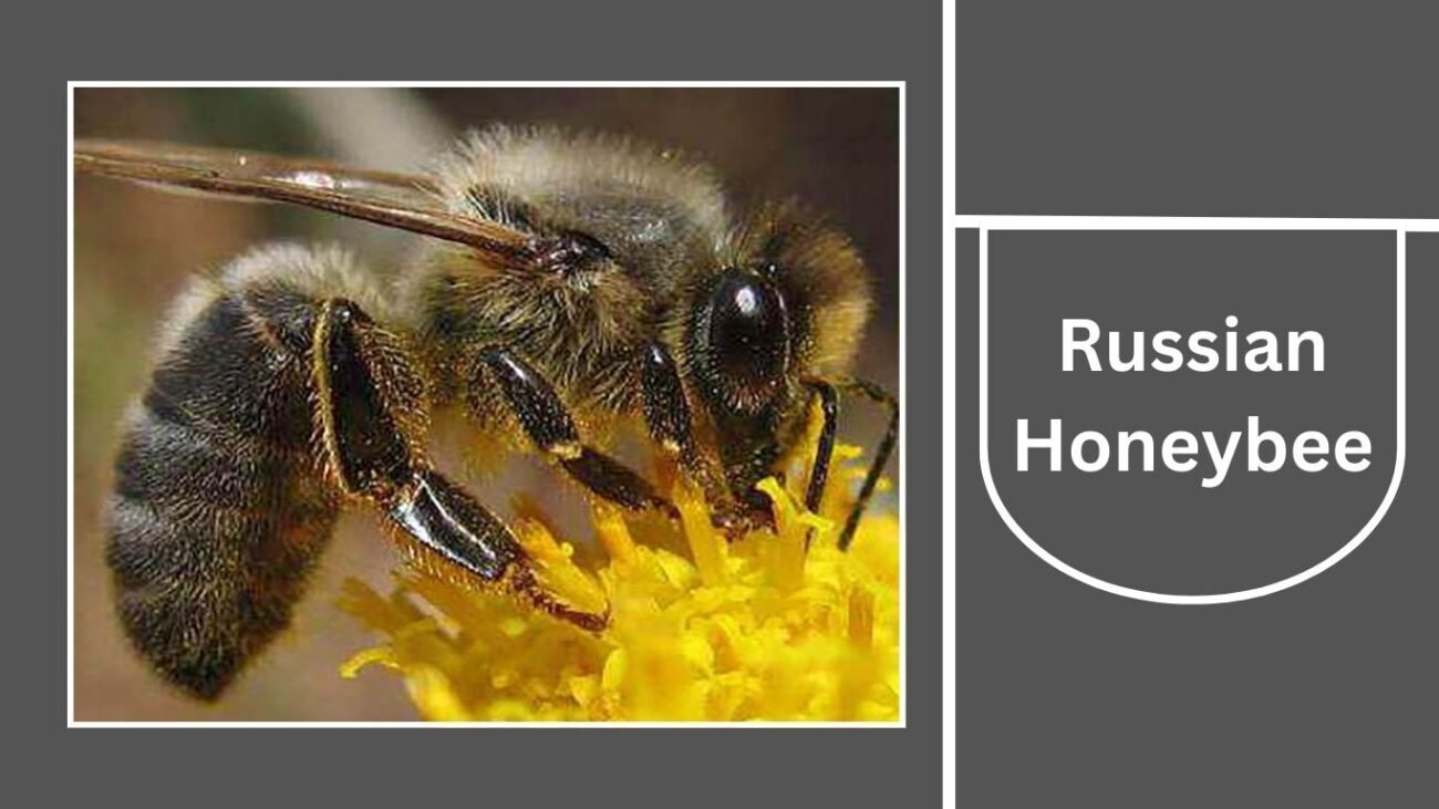 Russian Honeybee (Apis mellifera strain)