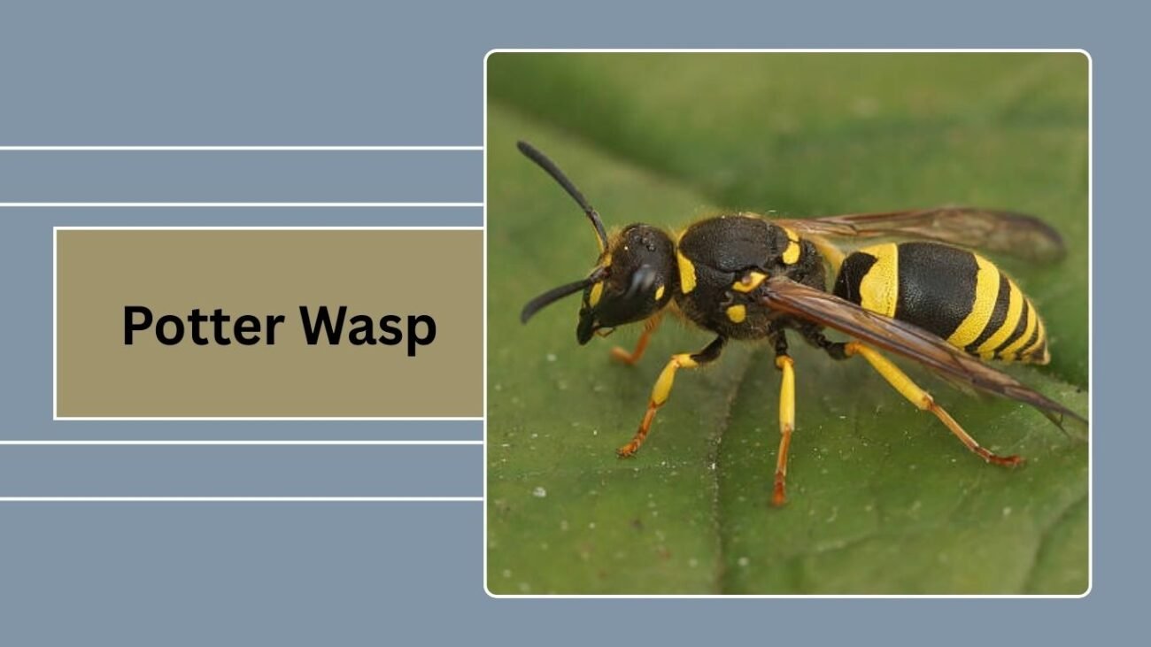 Potter Wasp