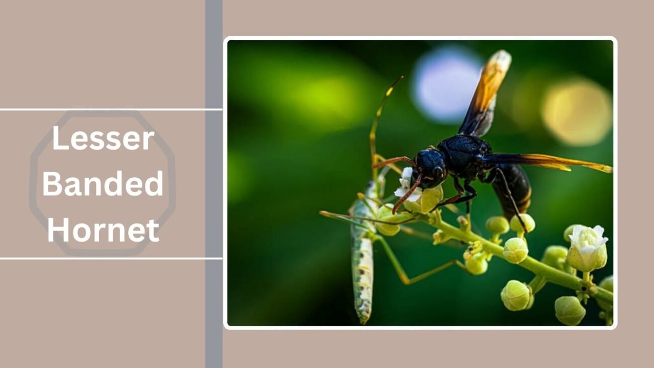  Lesser Banded Hornet (Vespa affinis)
