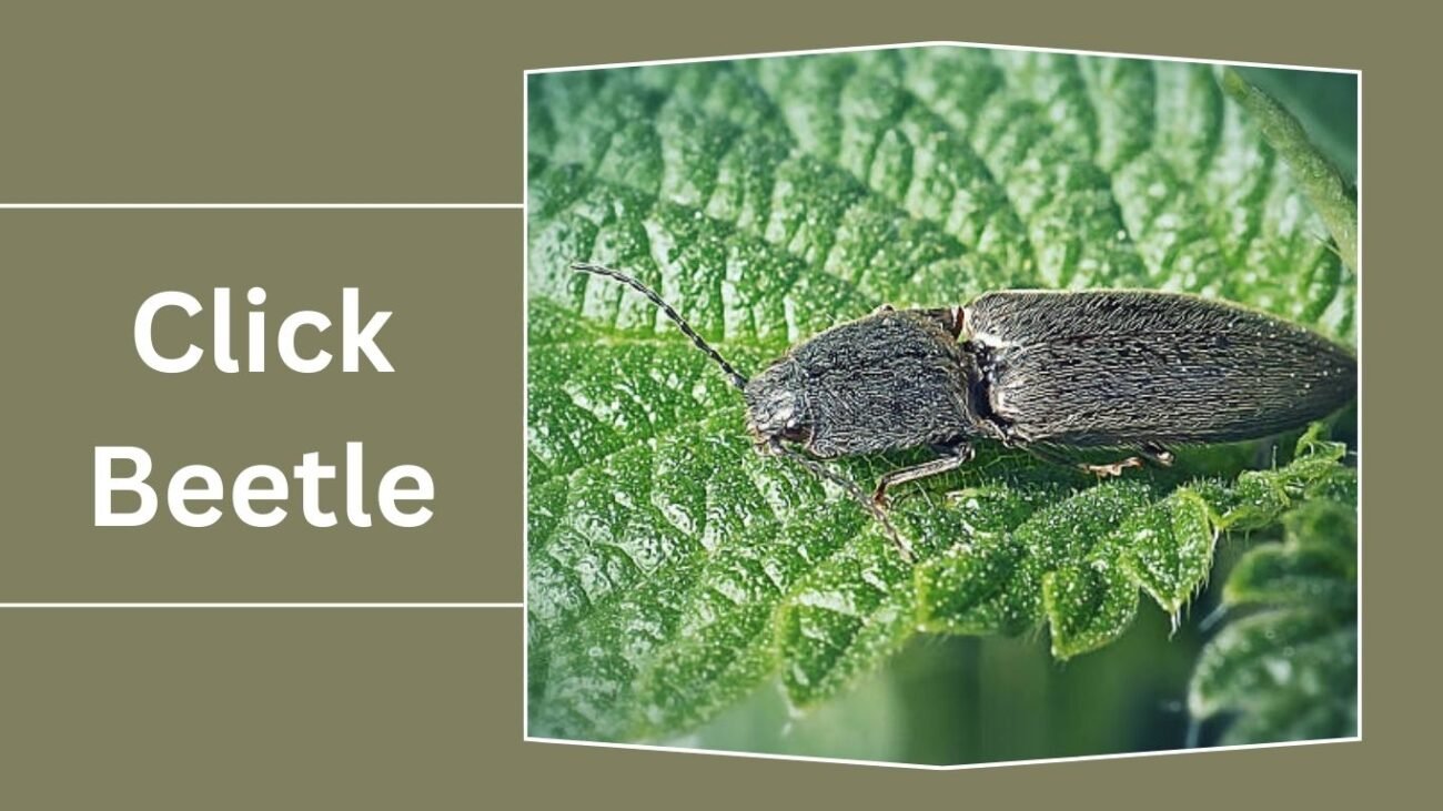 Click Beetle (Elateridae)