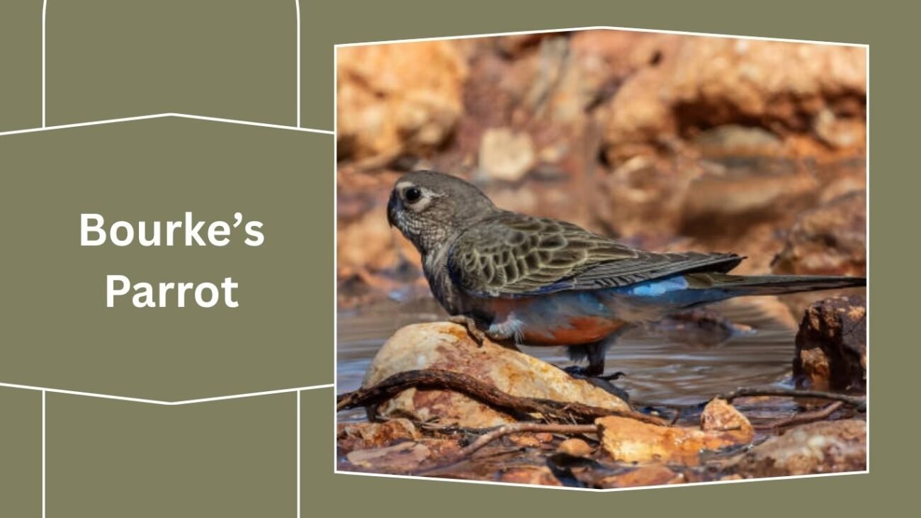Bourke’s Parrot