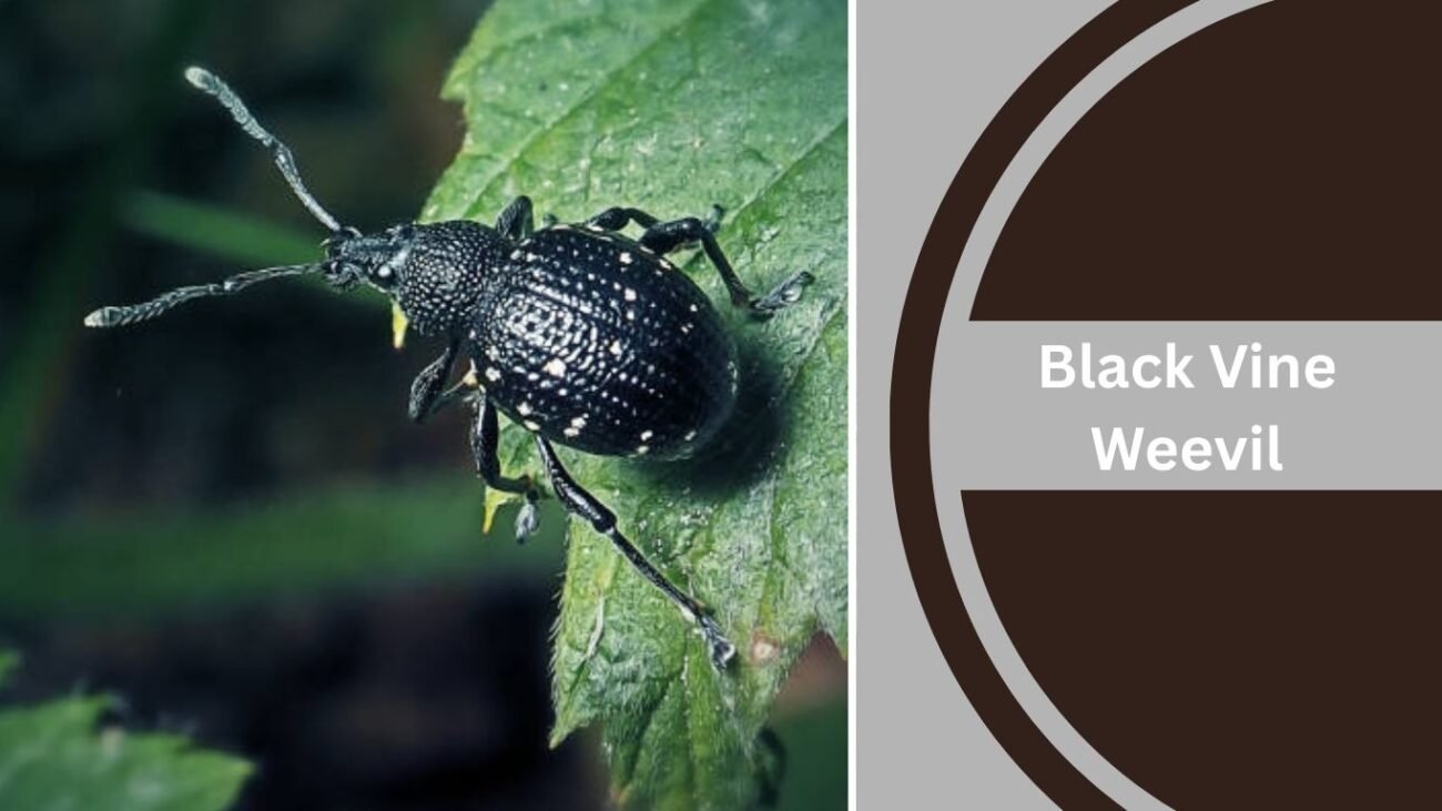 Black Vine Weevil