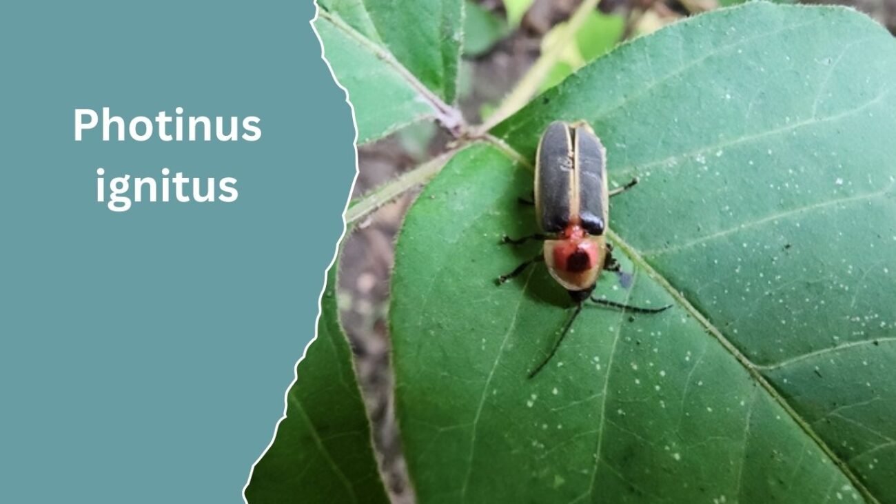 Photinus ignitus