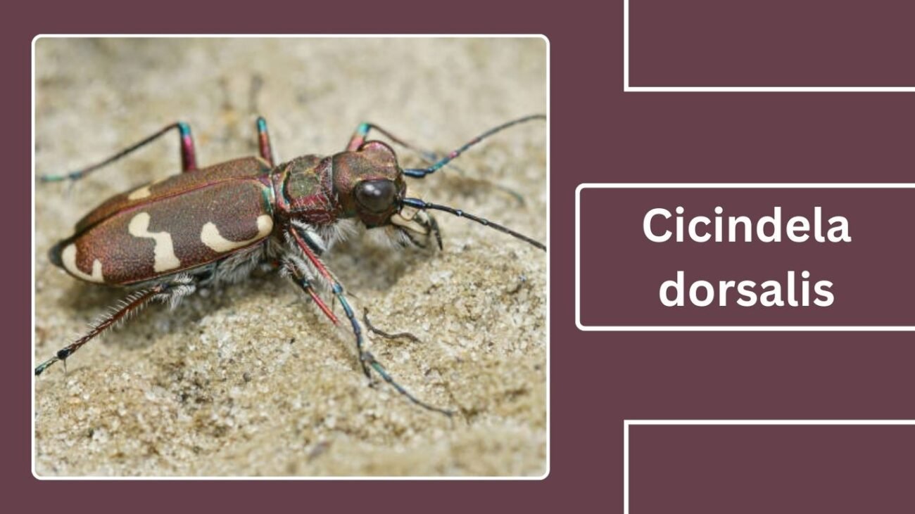 Cicindela dorsalis