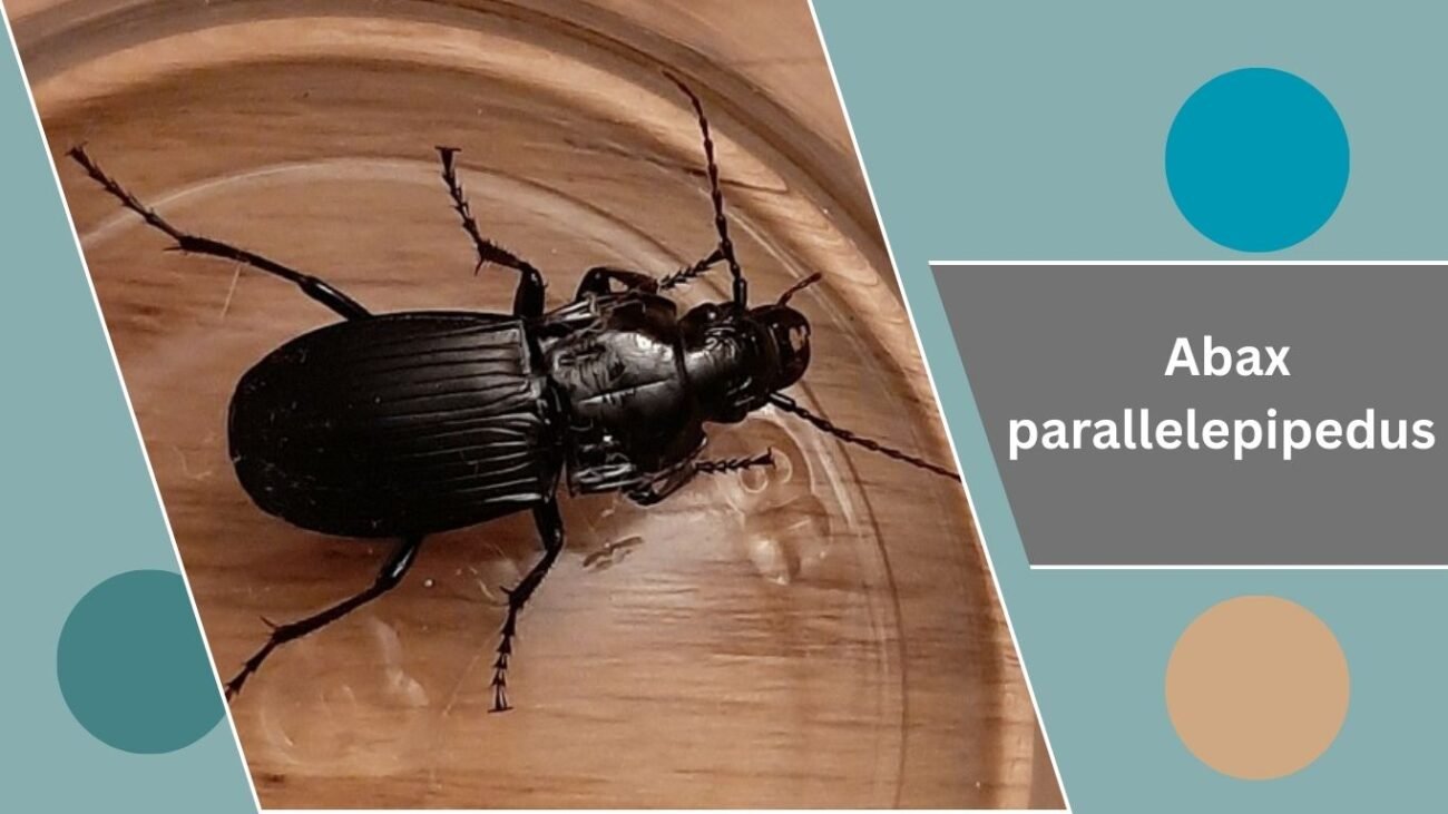 Abax parallelepipedus