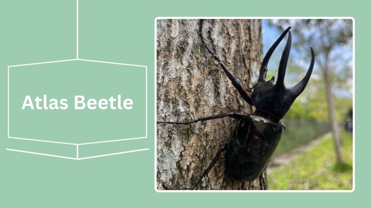 Atlas Beetle