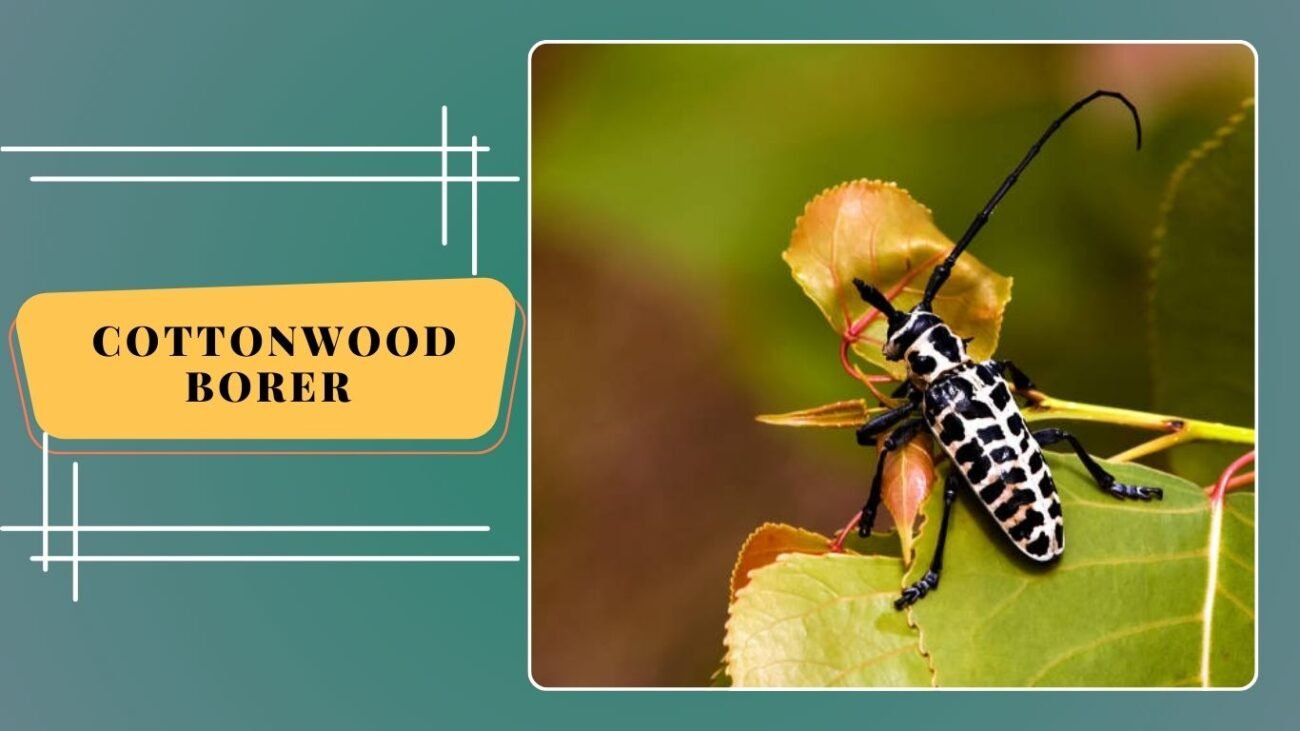Cottonwood Borer (Plectrodera scalator)