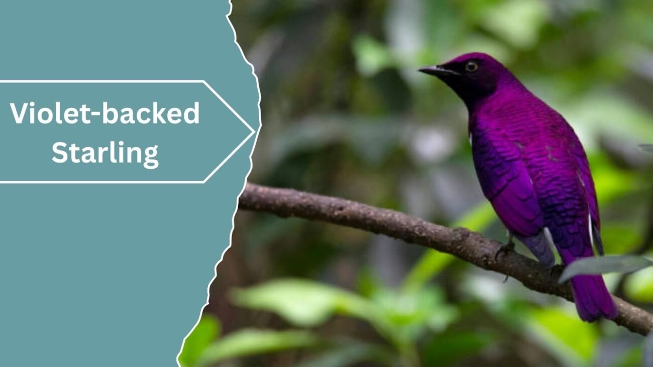 Violet-backed Starling