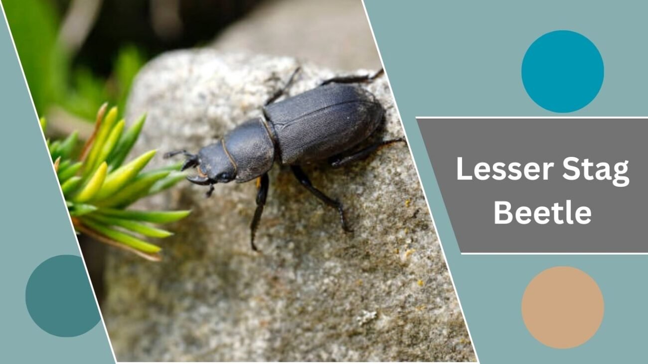 Lesser Stag Beetle