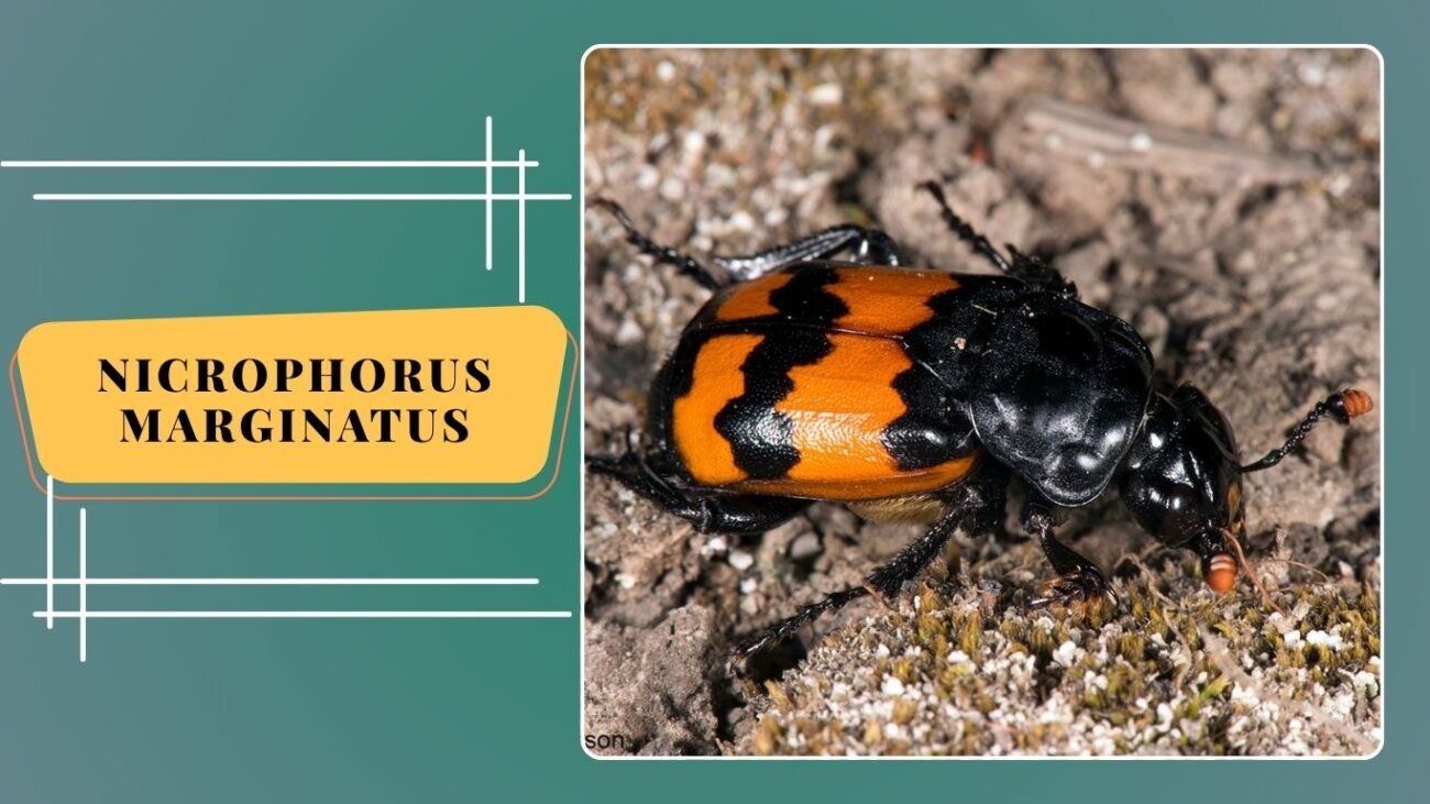 Nicrophorus marginatus