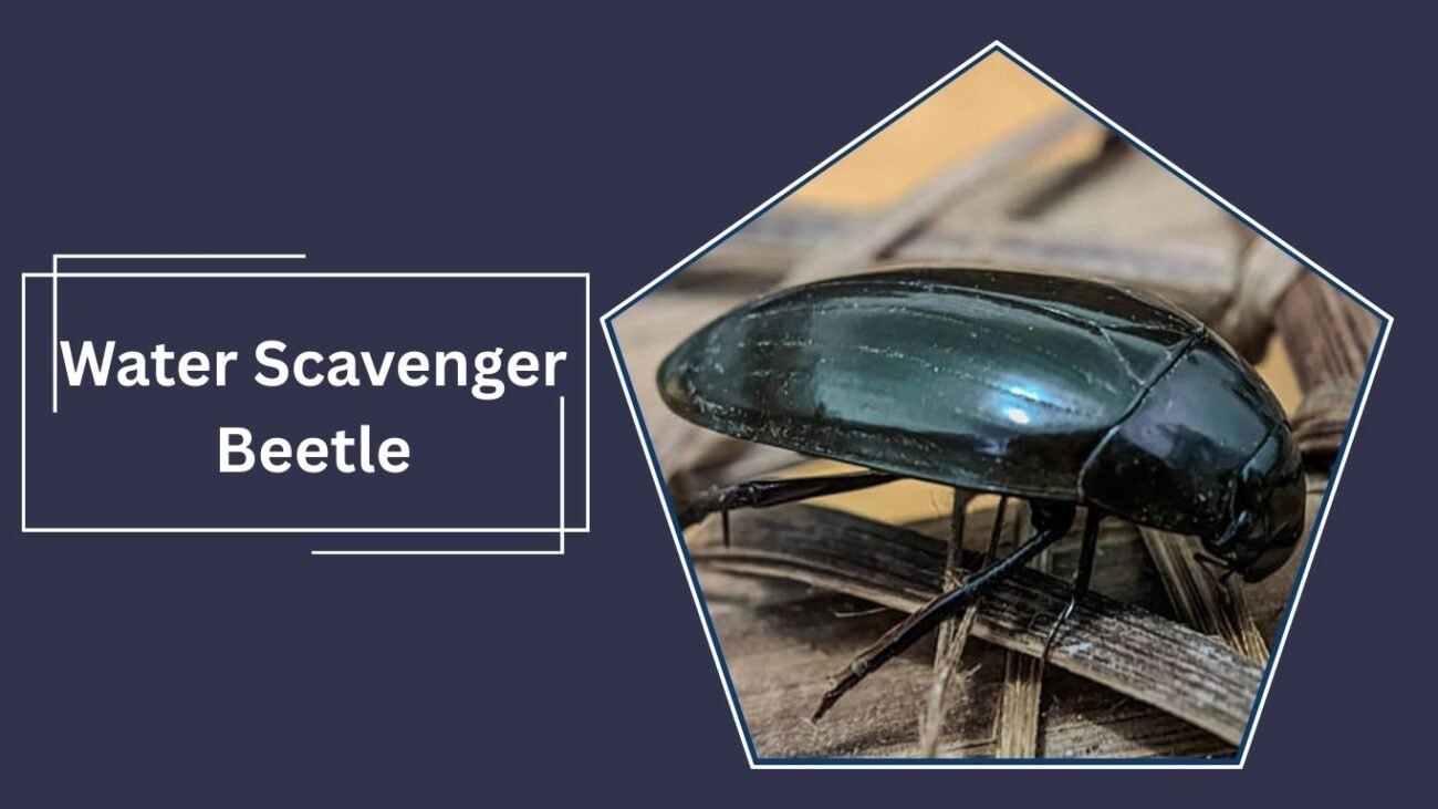 Water Scavenger Beetle (Hydrophilus piceus)