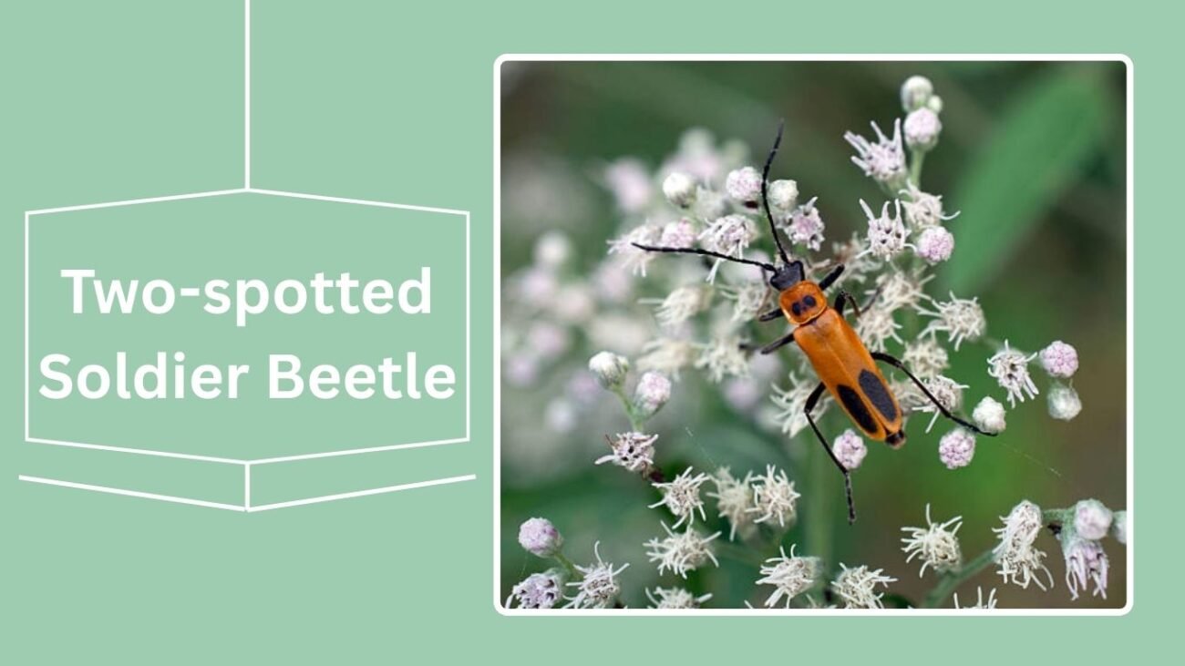 Two-spotted Soldier Beetle (Cantharis nigricans)
