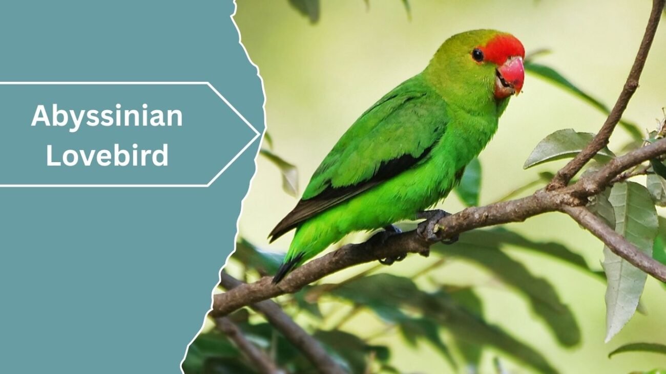 Abyssinian Lovebird