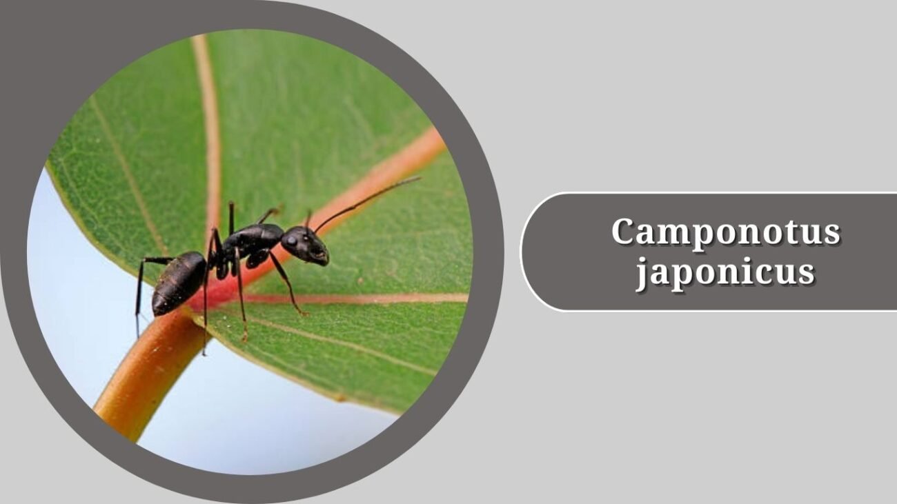 Camponotus japonicus