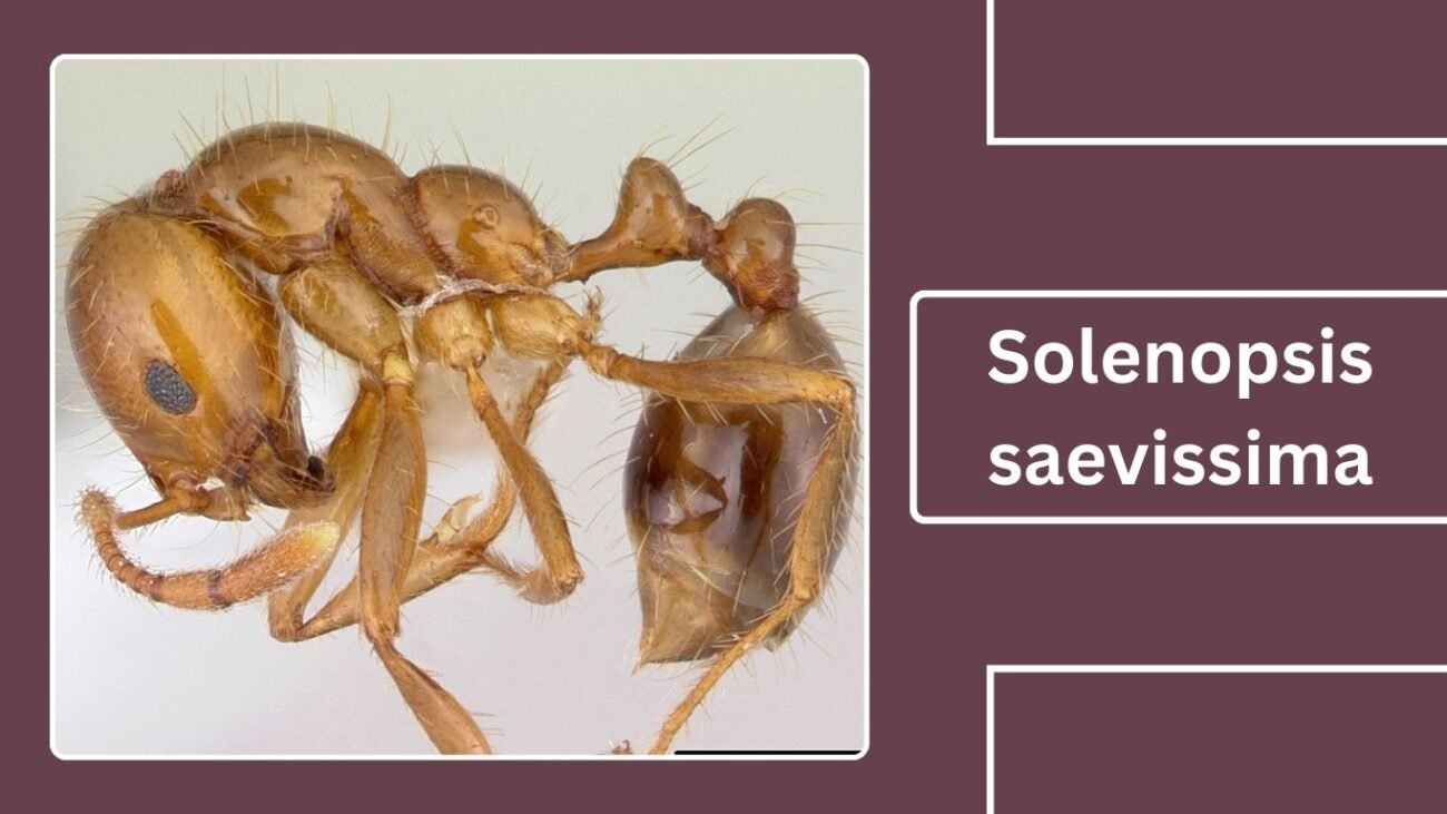 Solenopsis saevissima