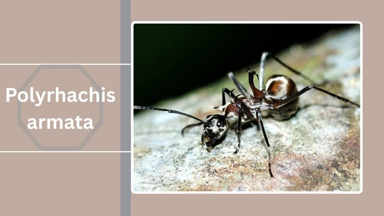 Polyrhachis armata