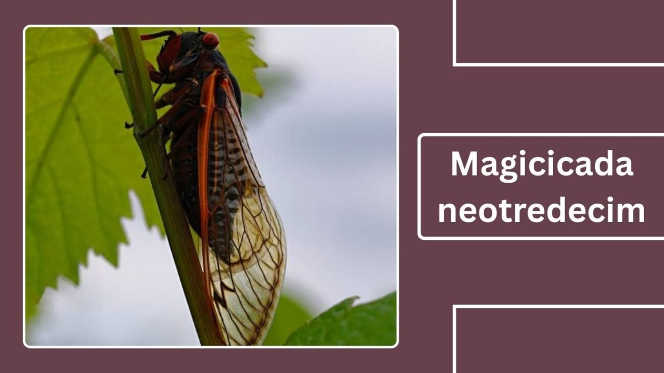Magicicada neotredecim