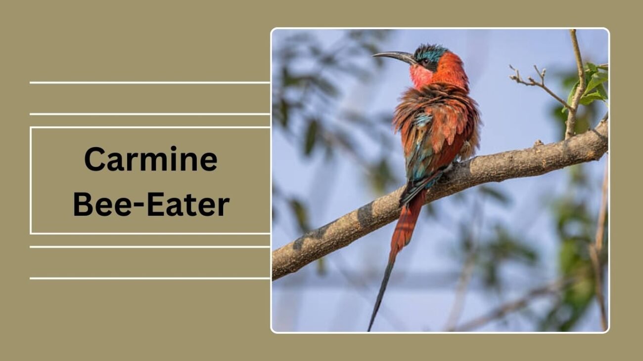 Carmine Bee-Eater