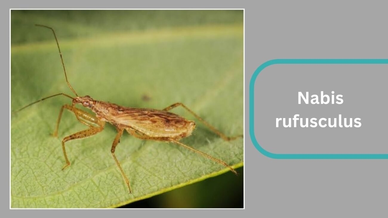 Nabis rufusculus