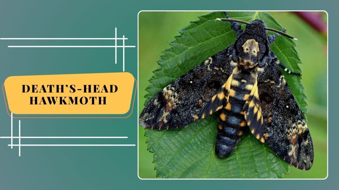 Death’s-head Hawkmoth (Acherontia atropos)