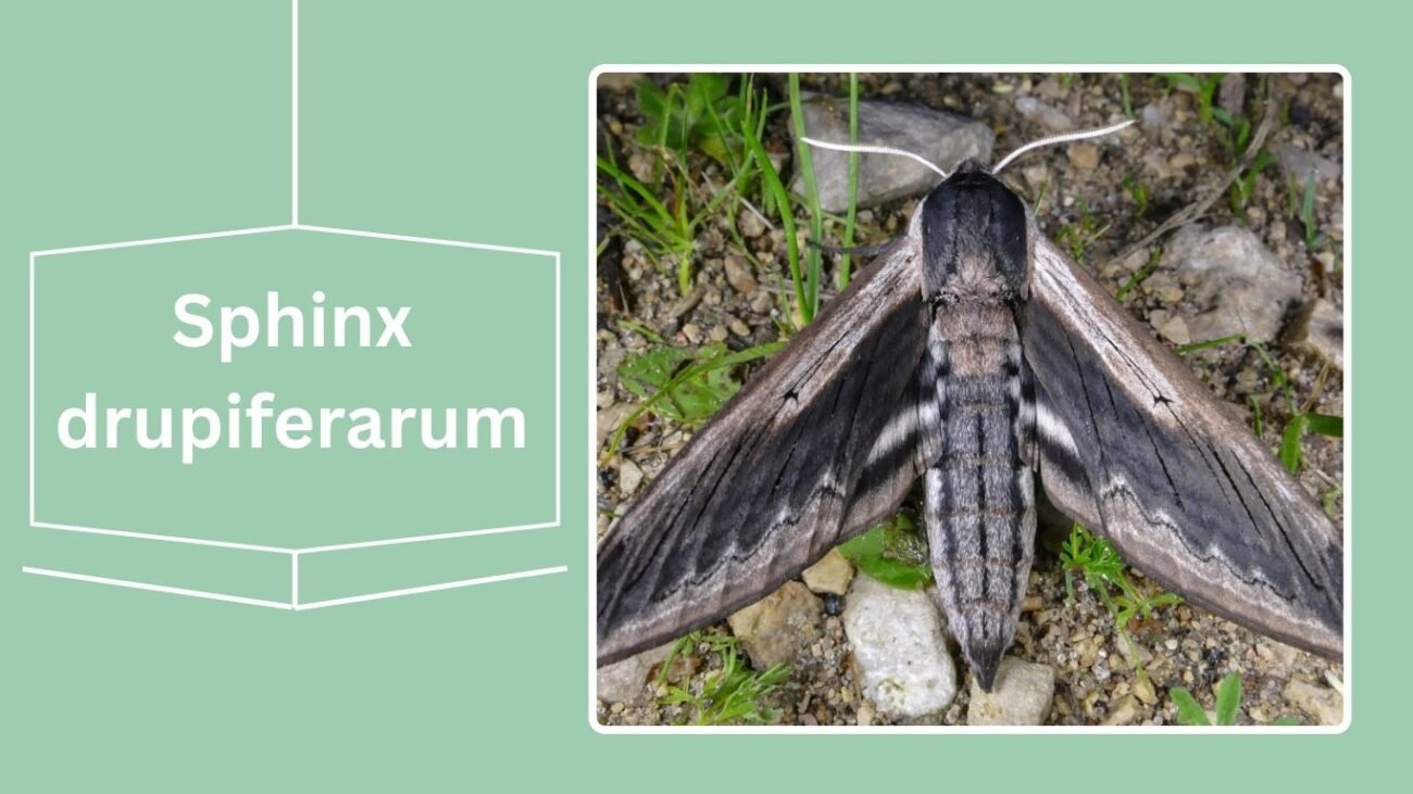 Sphinx drupiferarum (Wild Cherry Sphinx)