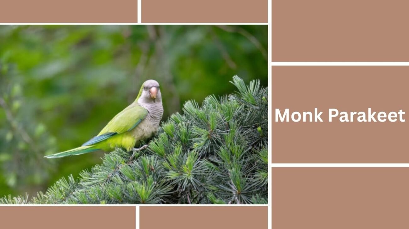 Monk Parakeet (Quaker Parrot)