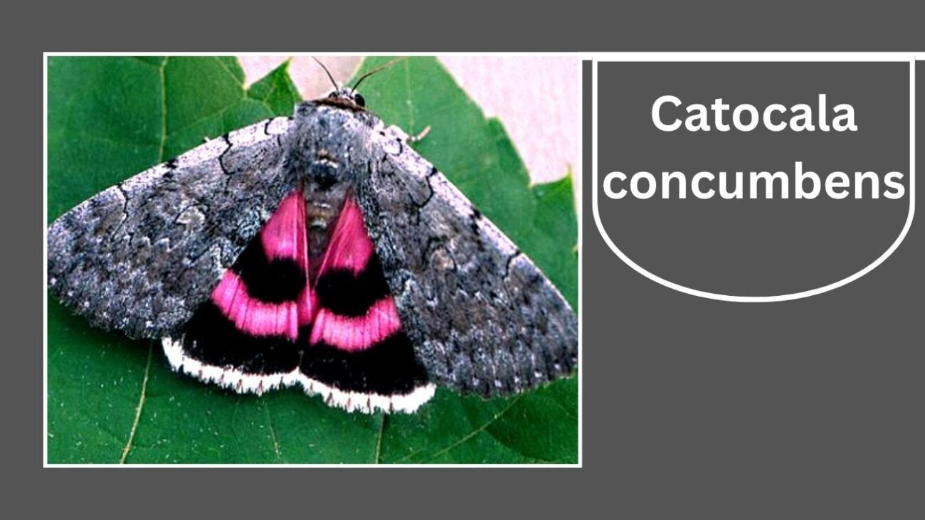  Catocala concumbens (Sleepy Underwing)