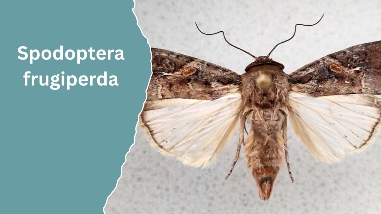 Spodoptera frugiperda (Fall Armyworm)