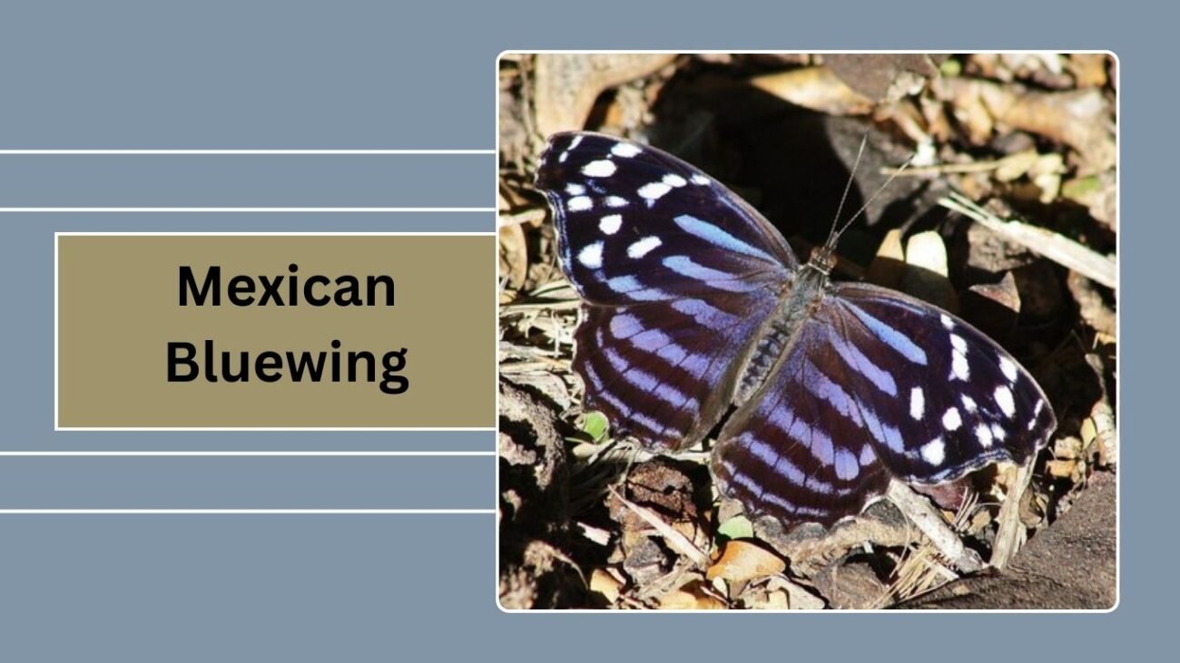 Mexican Bluewing (Myscelia ethusa)