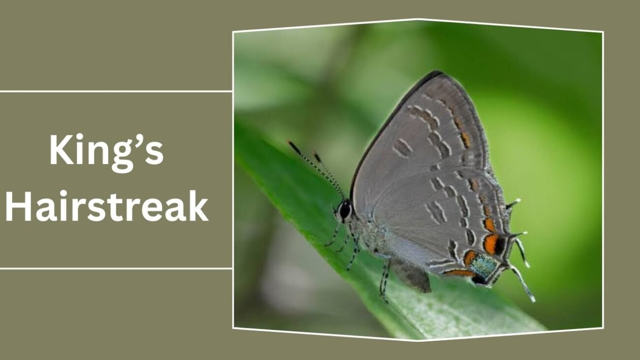 King’s Hairstreak
