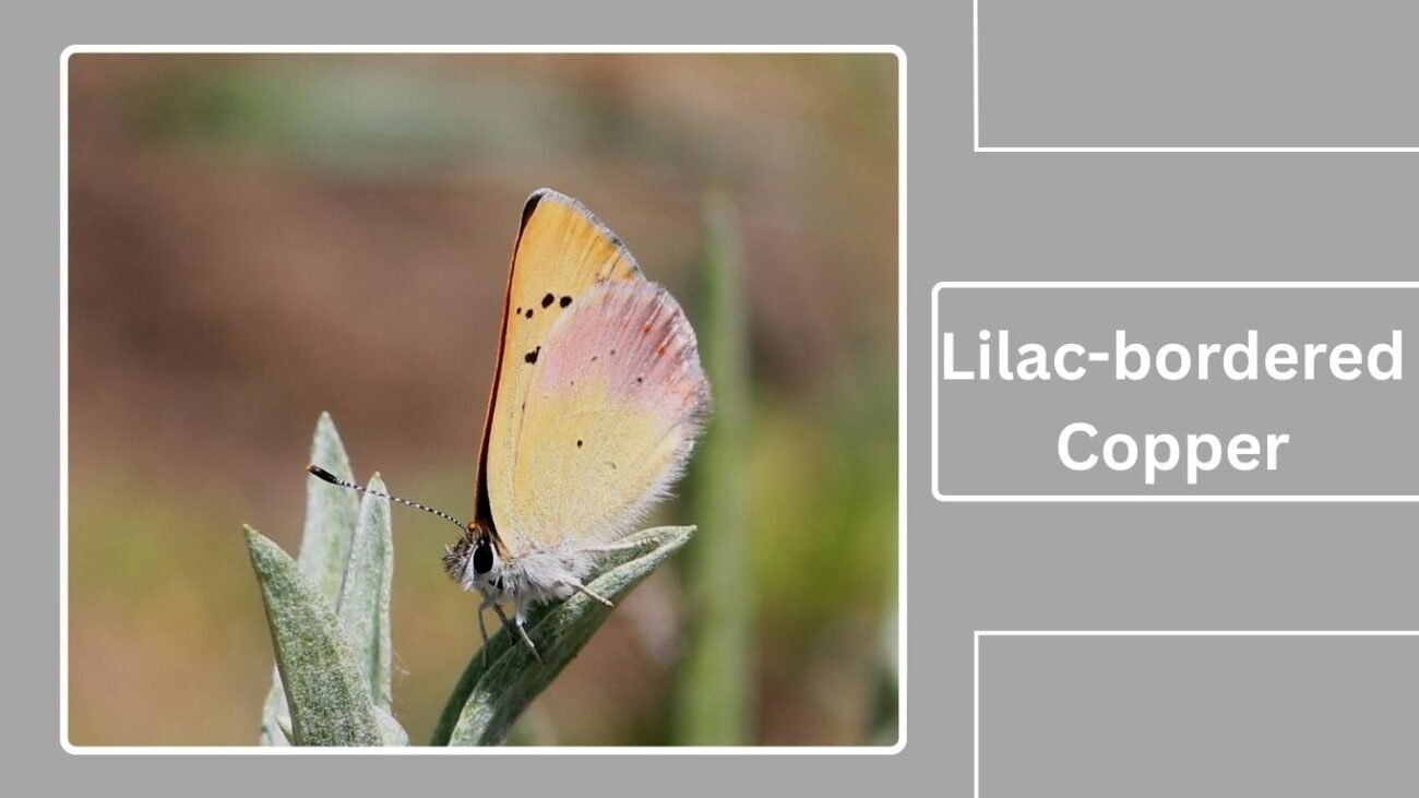 Lilac-bordered Copper (Lycaena nivalis)