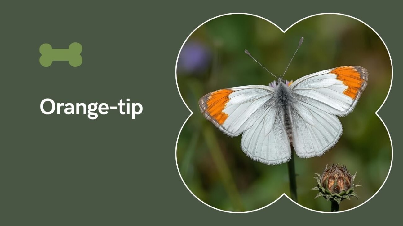 Orange-tip (Anthocharis cardamines)