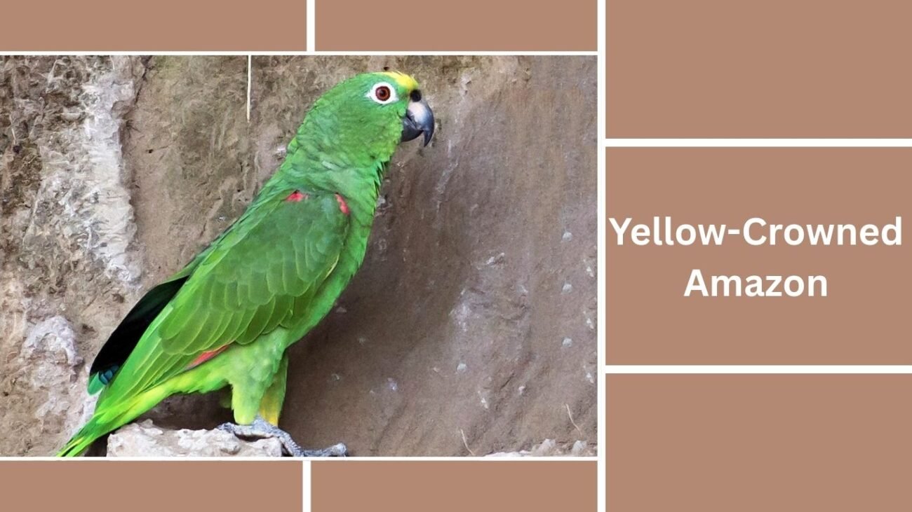 Yellow-Crowned Amazon