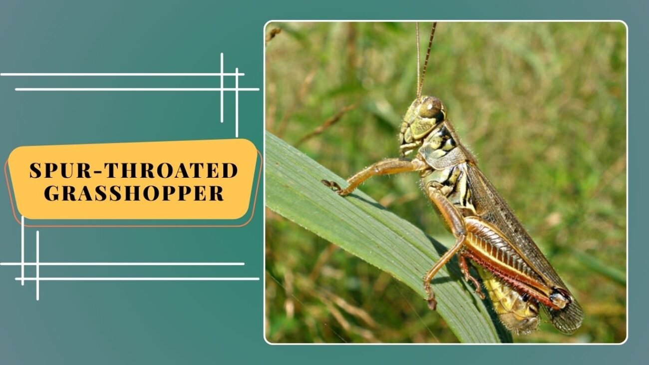 Spur-throated Grasshopper