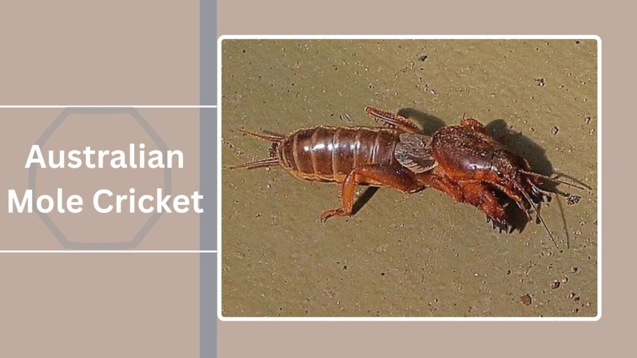 Australian Mole Cricket