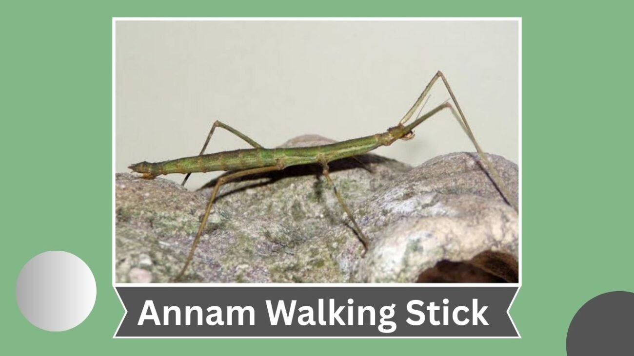 Annam Walking Stick (Medauroidea extradentata)