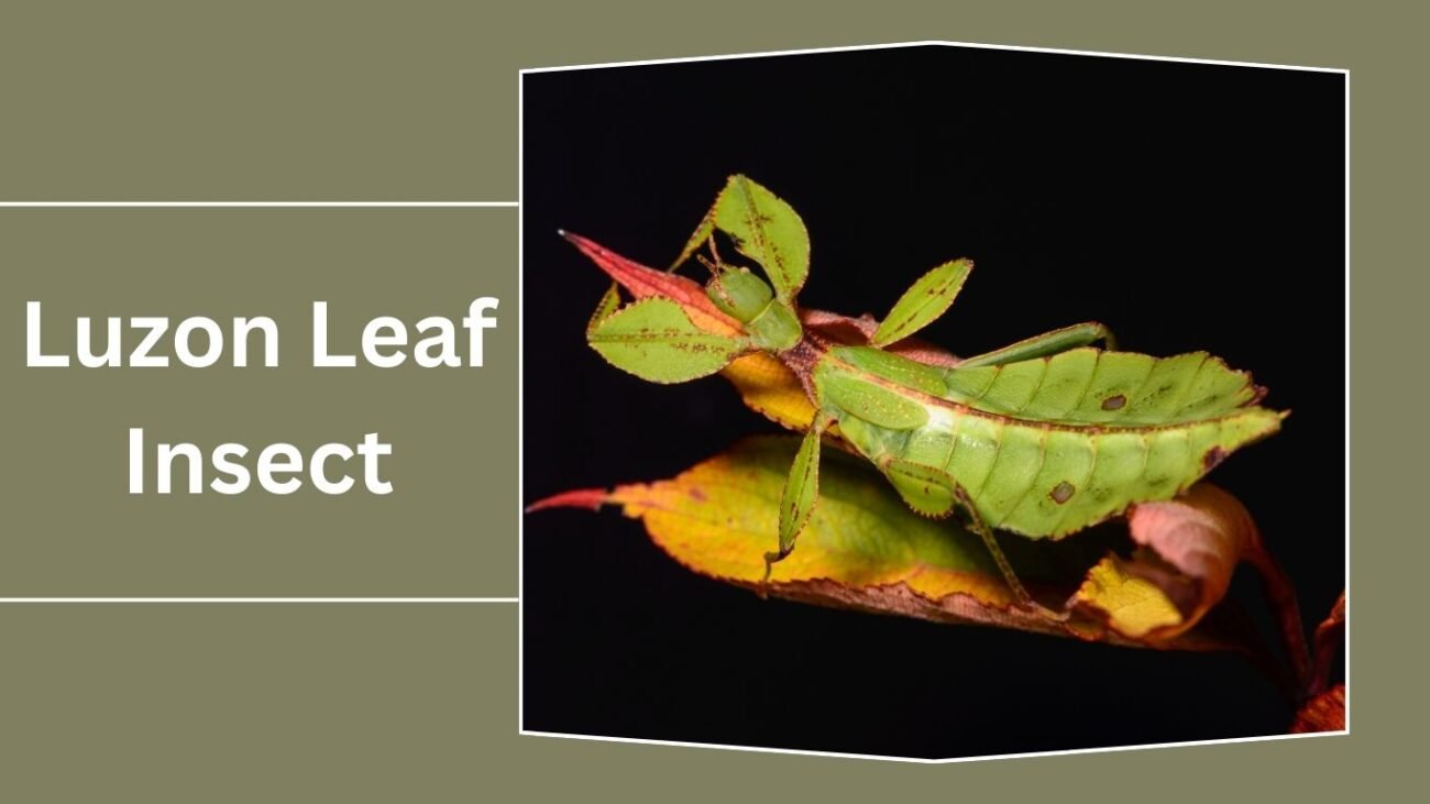 Luzon Leaf Insect (Phyllium mabantai)