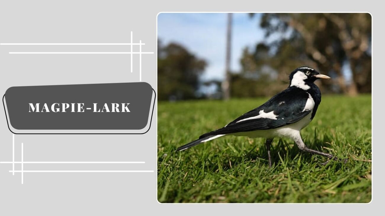 Magpie-lark