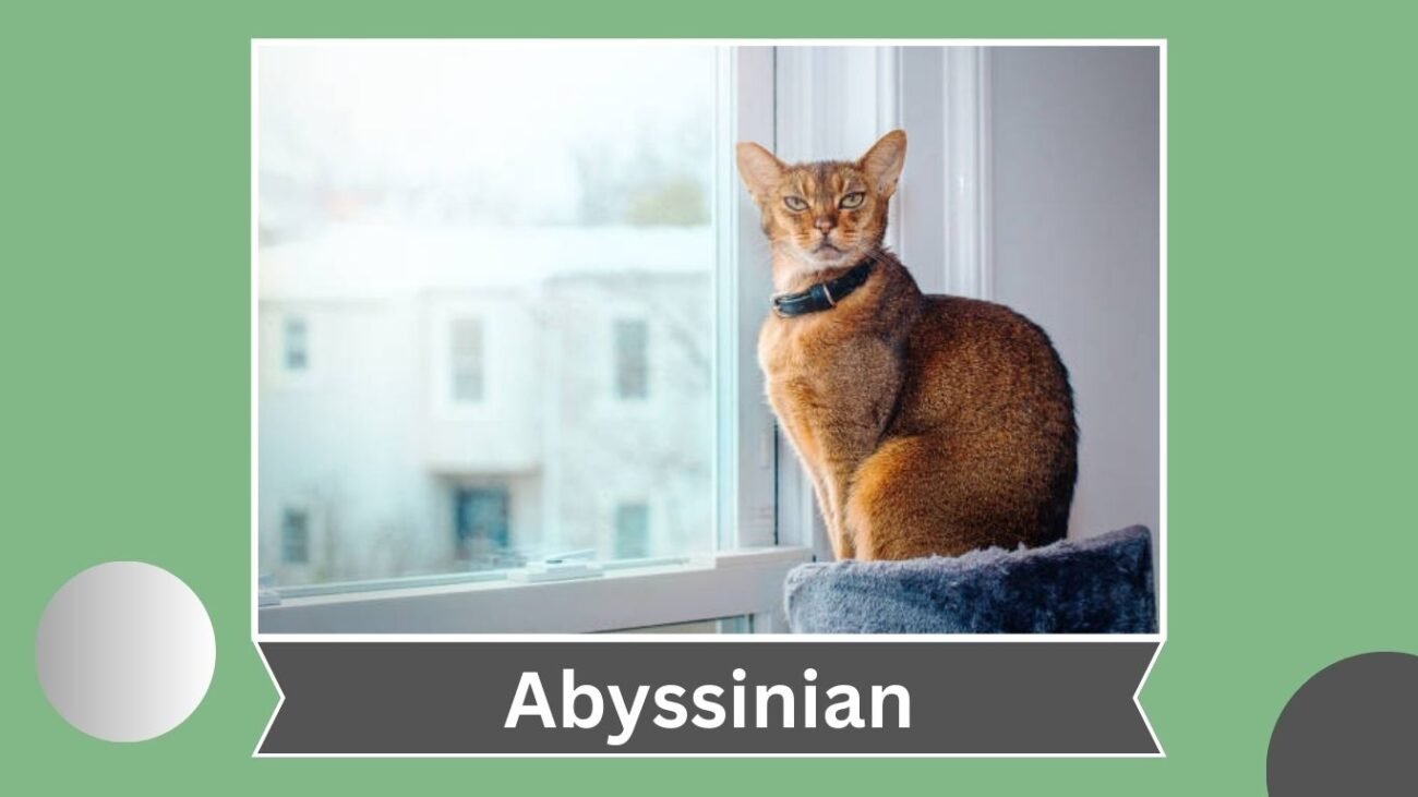 Abyssinian