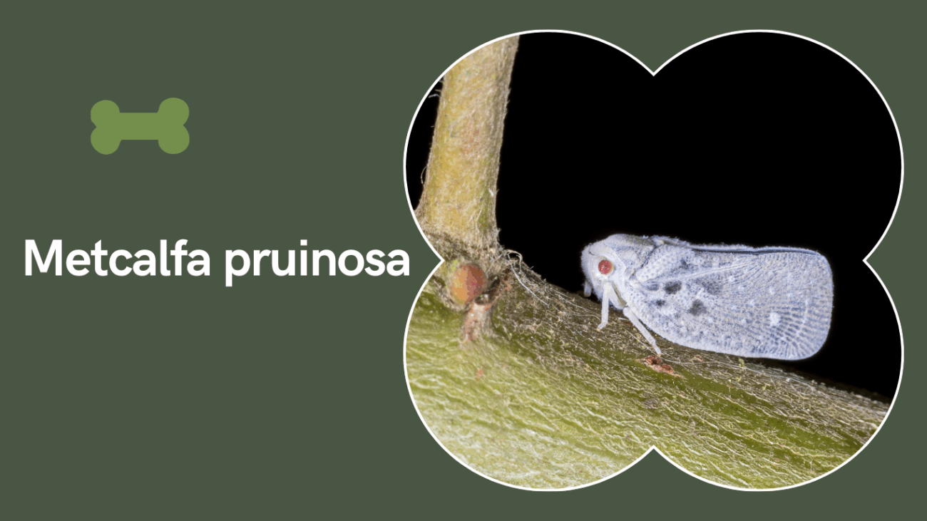 Metcalfa pruinosa (Citrus Flatid Planthopper)
