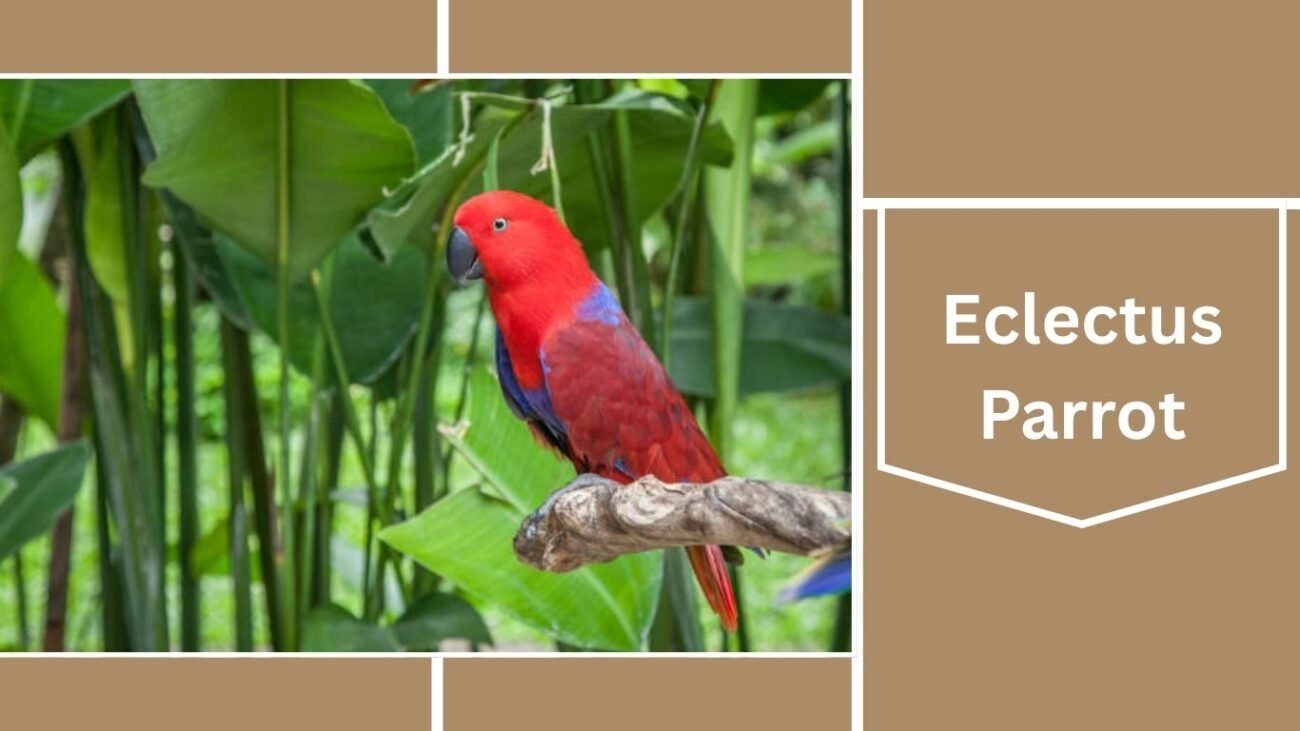 Eclectus Parrot