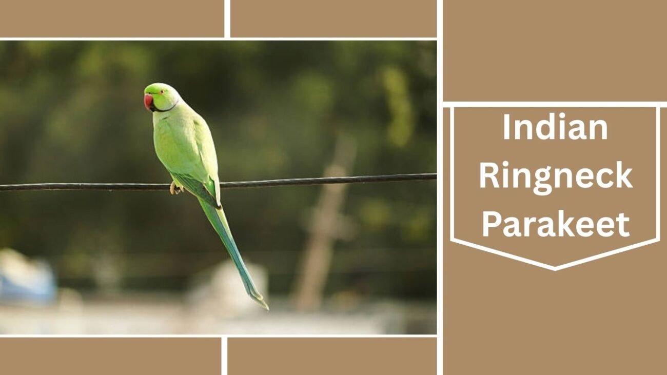 Indian Ringneck Parakeet