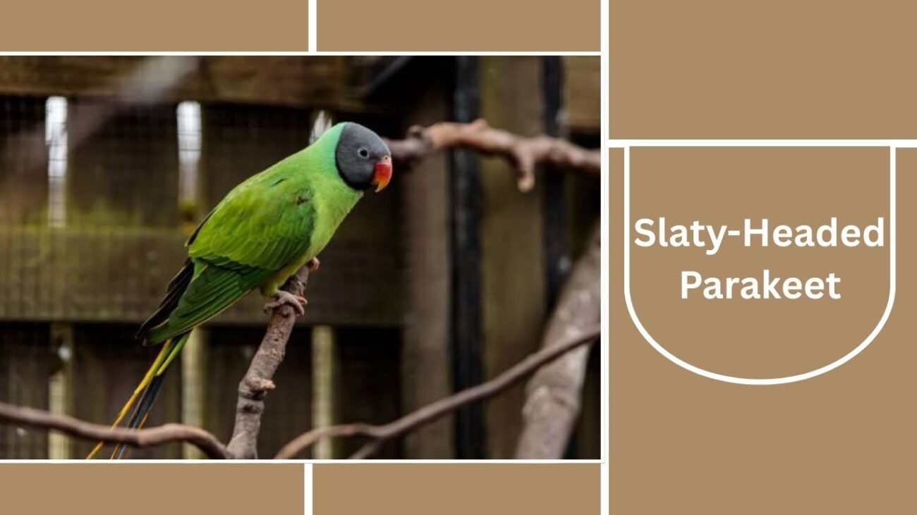 Slaty-Headed Parakeet