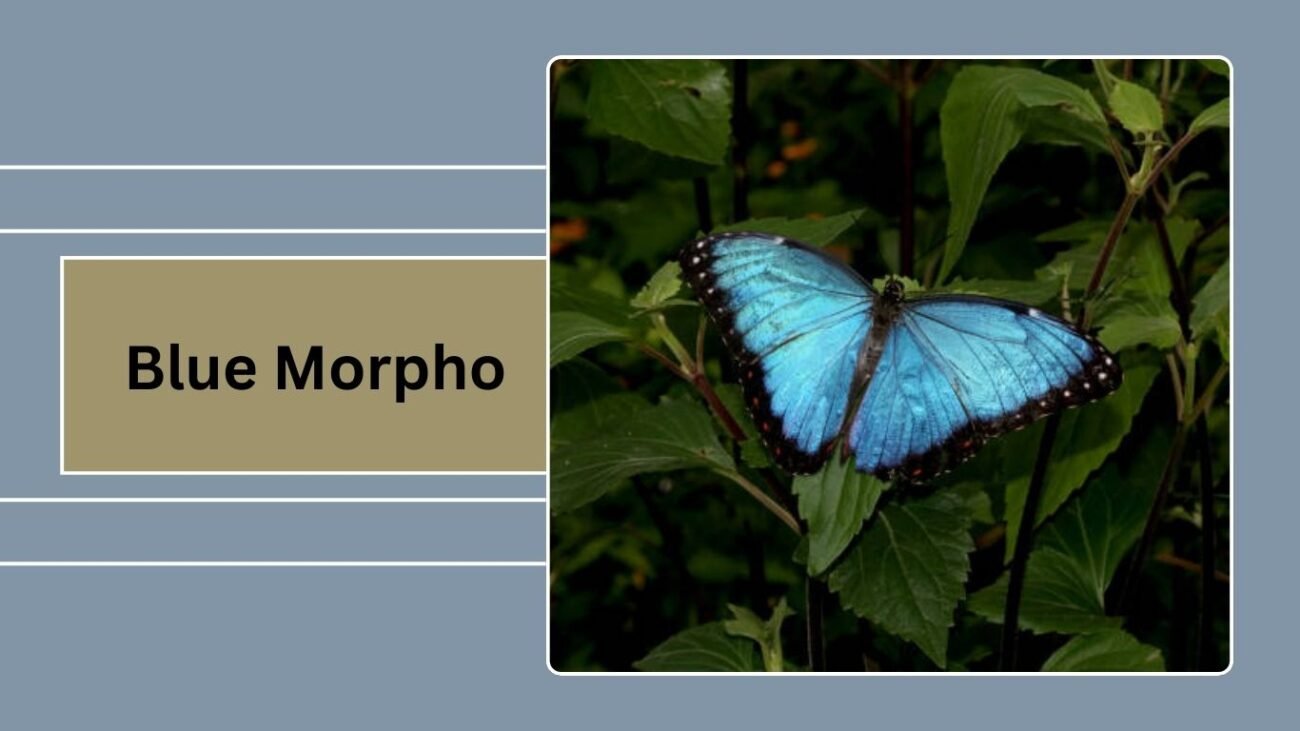 Blue Morpho
