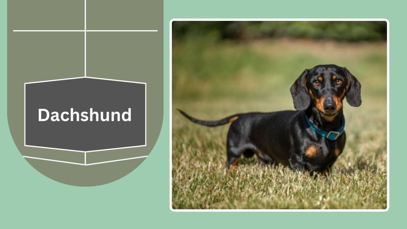 Dachshund