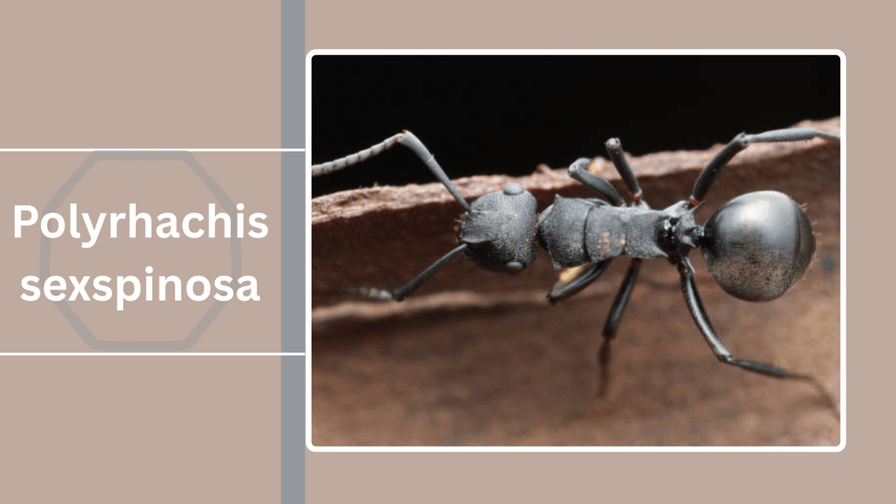 Polyrhachis sexspinosa