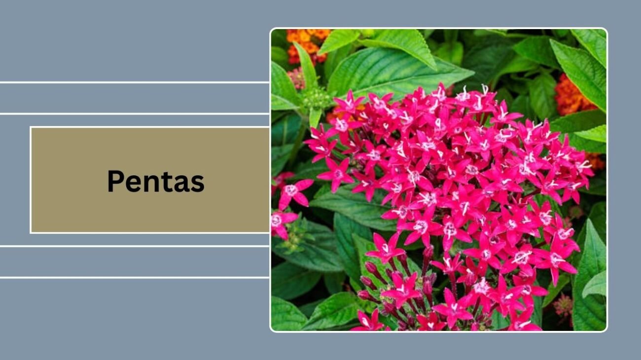 Pentas