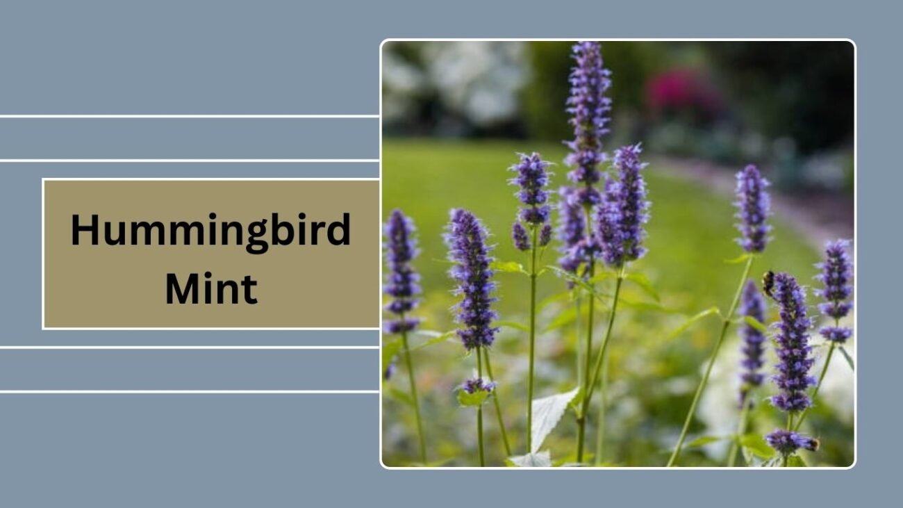 Hummingbird Mint