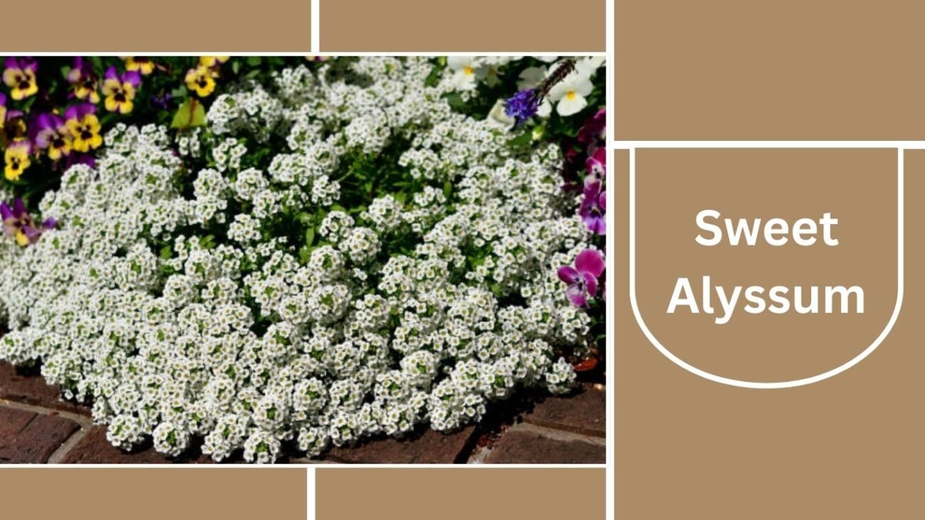 Sweet Alyssum