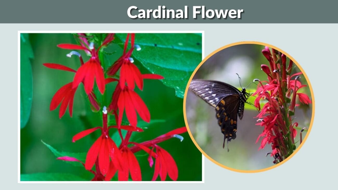 Cardinal Flower